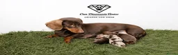 Teckel Miniatura perros en venta: Teckels Miniatura#Calidad, seriedad y seguimiento - Anuncio 5