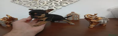 Chihuahua hembra