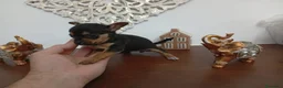 Chihuahua perros en venta: Chihuhuas machos y hembra  - Anuncio 4