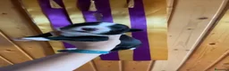 Border Collie perros en venta: Se venden cachorros Border Collie!!! - Anuncio 6