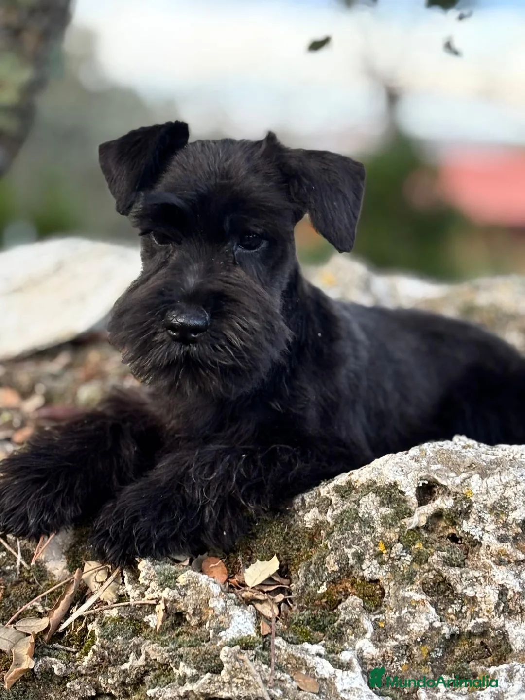 Schnauzer Miniatura perros en venta: Schanuzer miniatura negro  - Anuncio 2
