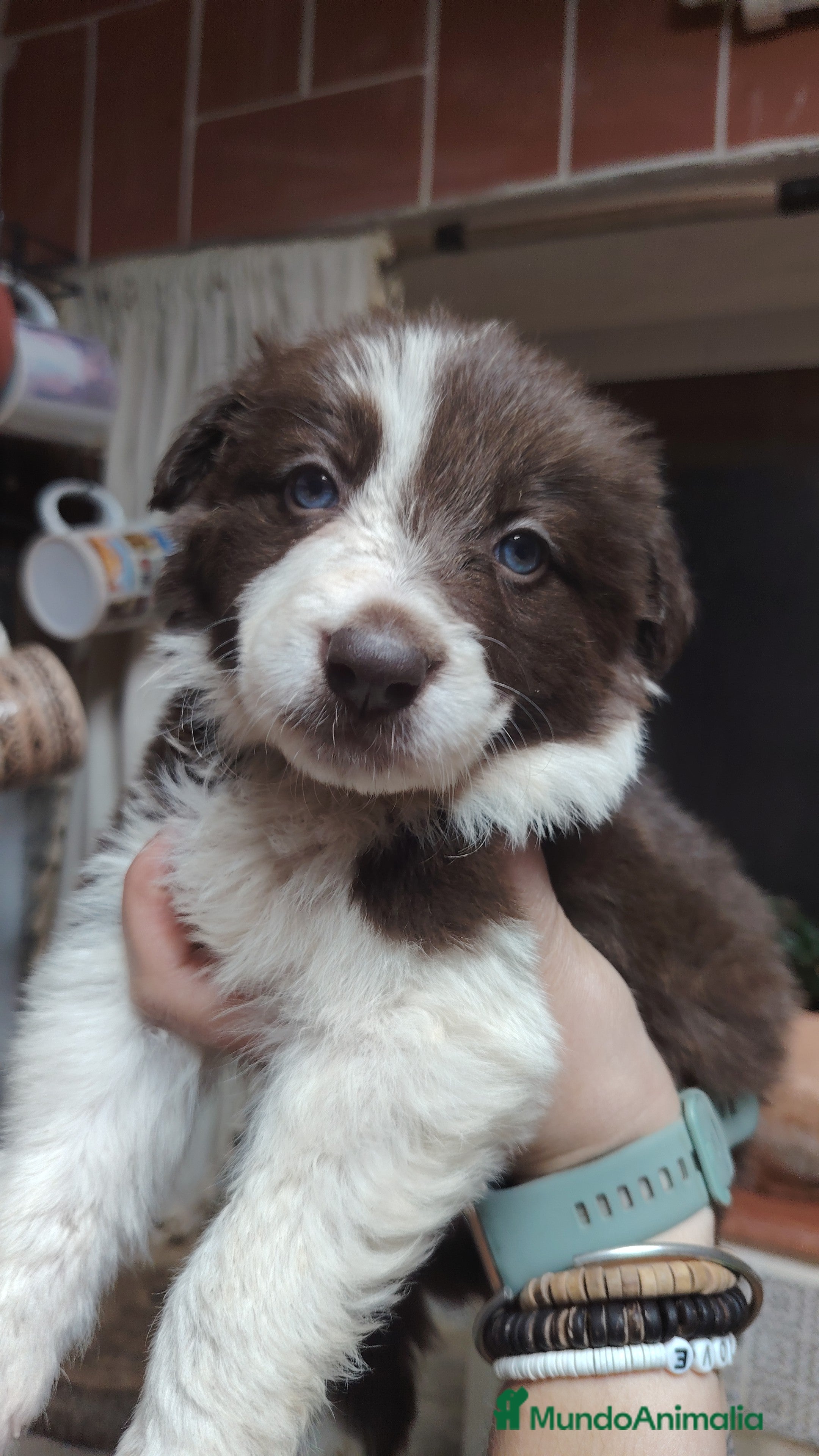 Border Collie perros Cachorros border collie chocolate y red merle - Anuncio 2