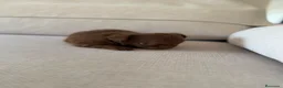 Chihuahua perros en venta: Chihuahua hembra pelo largo chocolate  - Anuncio 11