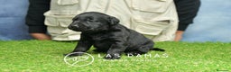 Labrador Retriever perros en venta: Cachorros de labrador negro - Anuncio 6