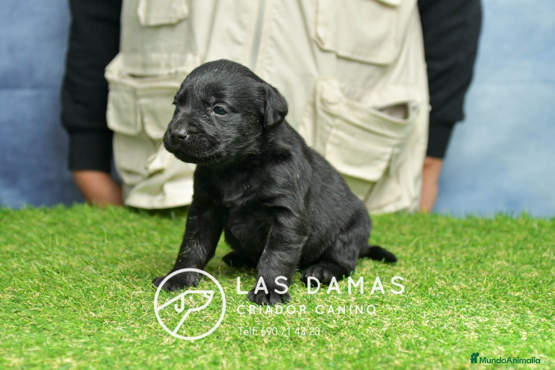 Labrador Retriever perros en venta: Cachorros de labrador negro - Anuncio 6