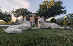 Pastor Blanco Suizo perros en venta: Cachorros de Pastor Blanco Suizo / 2 meses de edad - Imagen 14