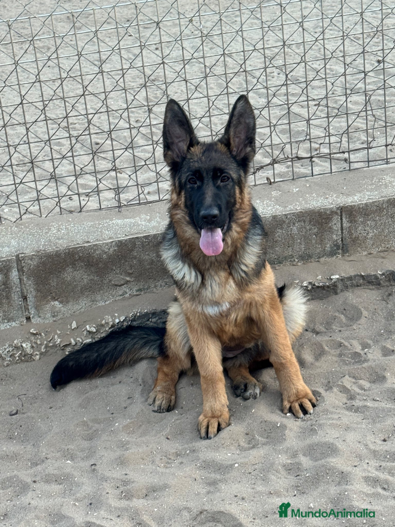 Pastor Alemán perros CACHORRA DE PASTOR ALEMAN - Anuncio 1