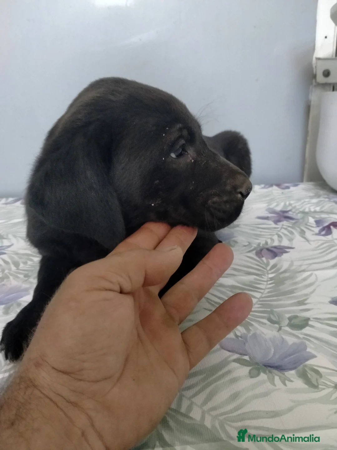 Labrador Retriever perros en venta: Labradores  - Anuncio 2