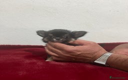 Chihuahua perros en venta: CHIHUAHUA 3 - Imagen 3