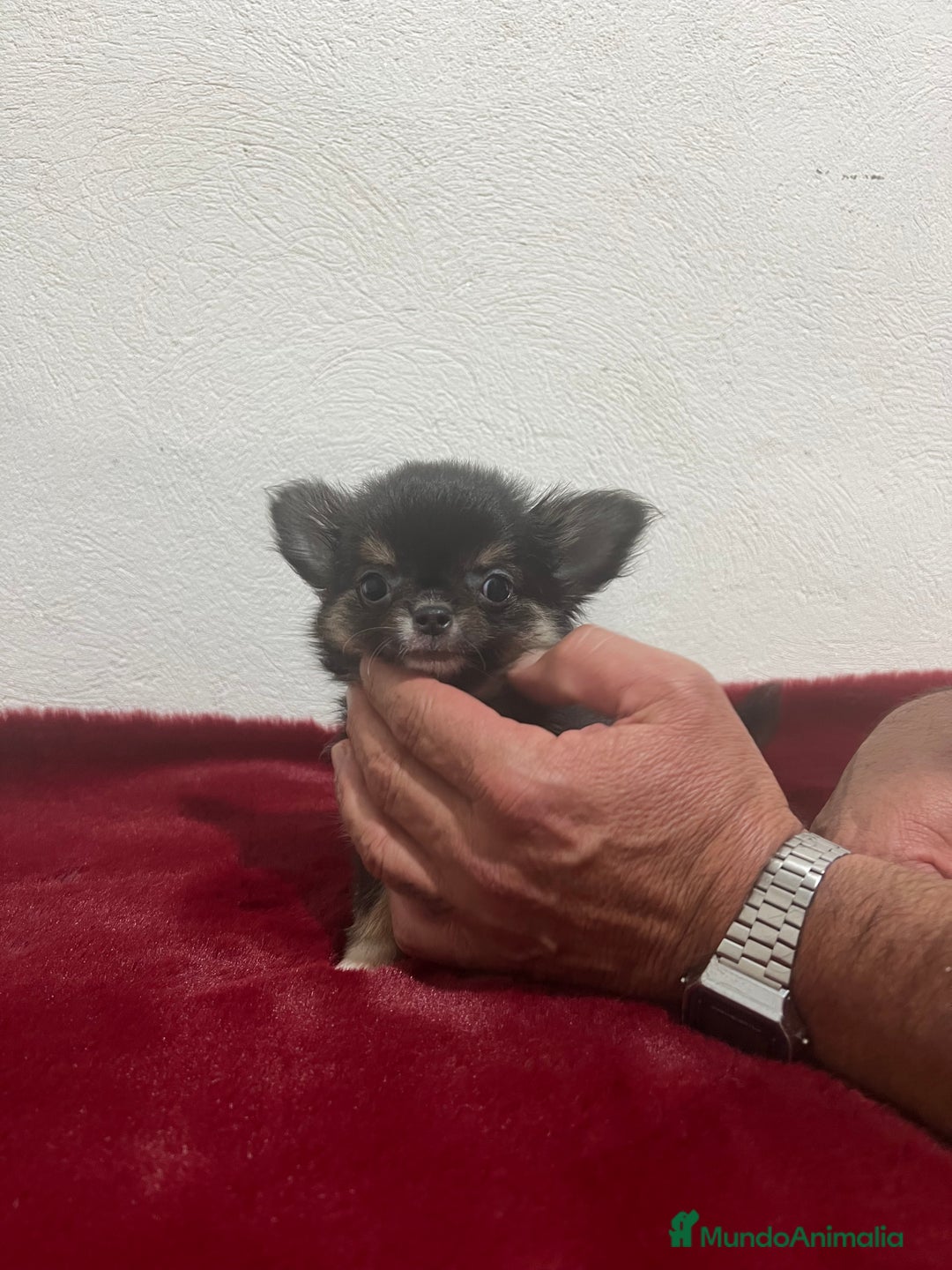 Chihuahua perros en venta: CHIHUAHUA 3 - Imagen 3