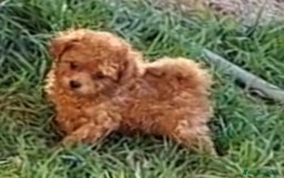 Caniche Enano perros en venta: Cachorros de caniche enanos - Anuncio 1