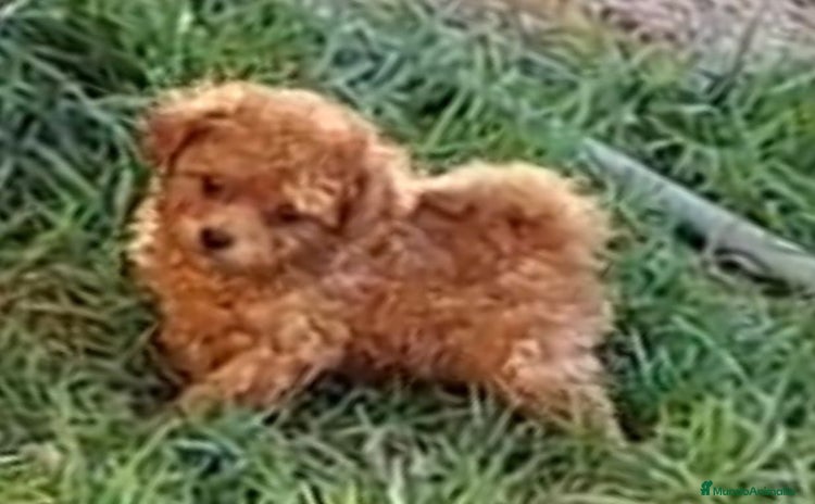 Caniche Enano perros - Anuncio 1