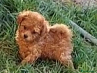 Caniche Enano perros - Anuncio 1