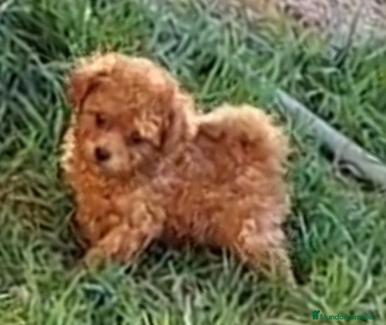 Caniche Enano perros - Anuncio 1