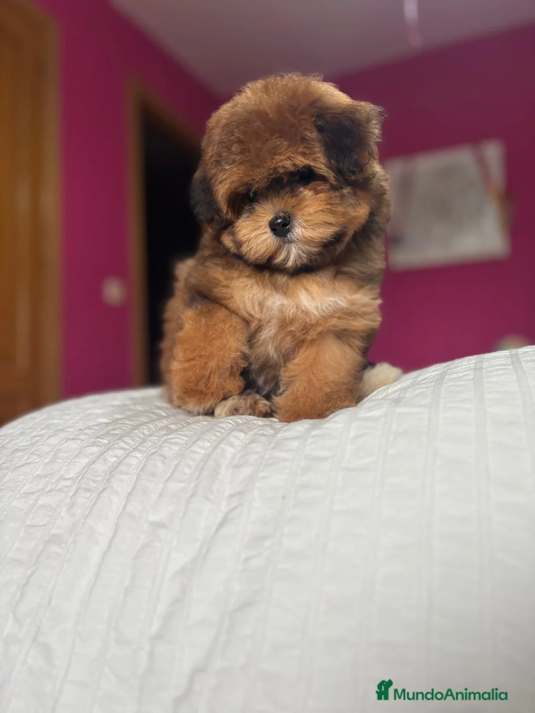Maltipoo perros en venta: Maltipoo Hembra disponible !! - Anuncio 5