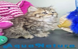 Británico de Pelo Largo gatos en venta: British Longhair Hembra 7725 AQUANATURA - Imagen 1