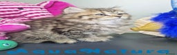 Británico de Pelo Largo gatos en venta: British Longhair Hembra 7725 AQUANATURA - Anuncio 1