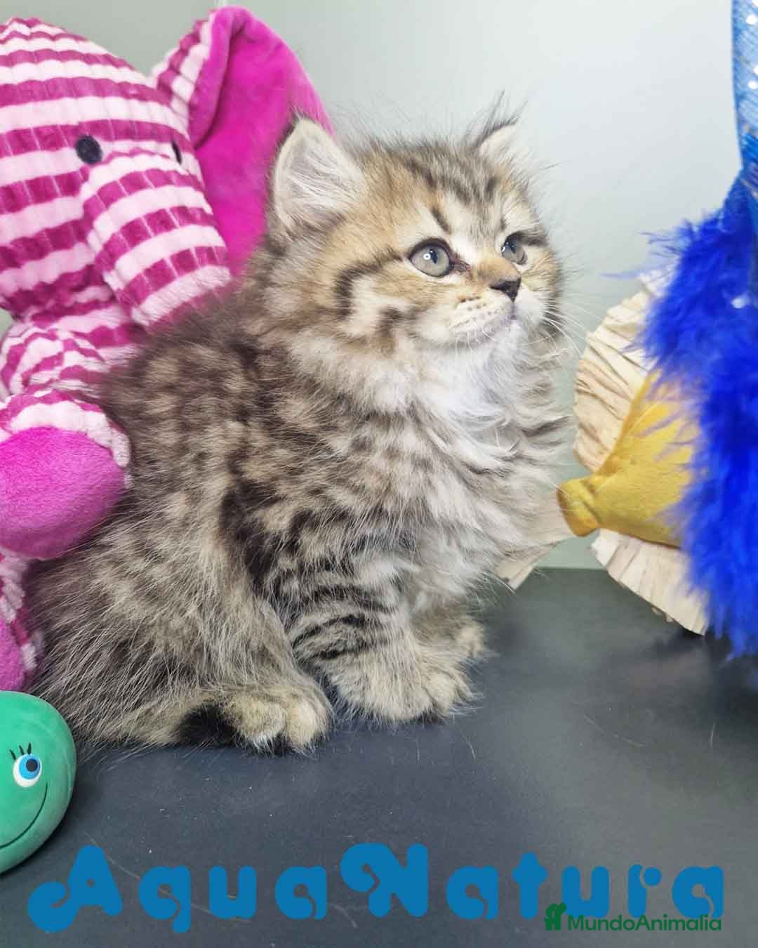 Británico de Pelo Largo gatos en venta: British Longhair Hembra 7725 AQUANATURA - Imagen 1