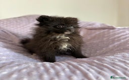 Pomerania perros en venta: Lulu pomerania MICRO TOY  - Imagen 17