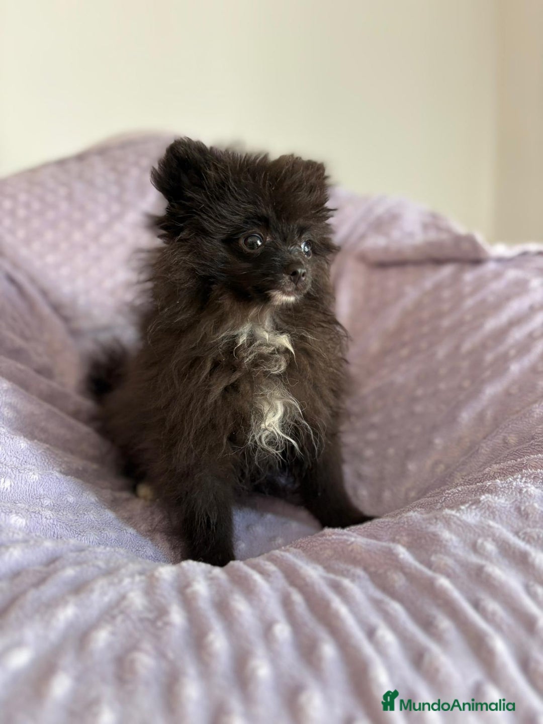 Pomerania perros en venta: Lulu pomerania MICRO TOY  - Imagen 17