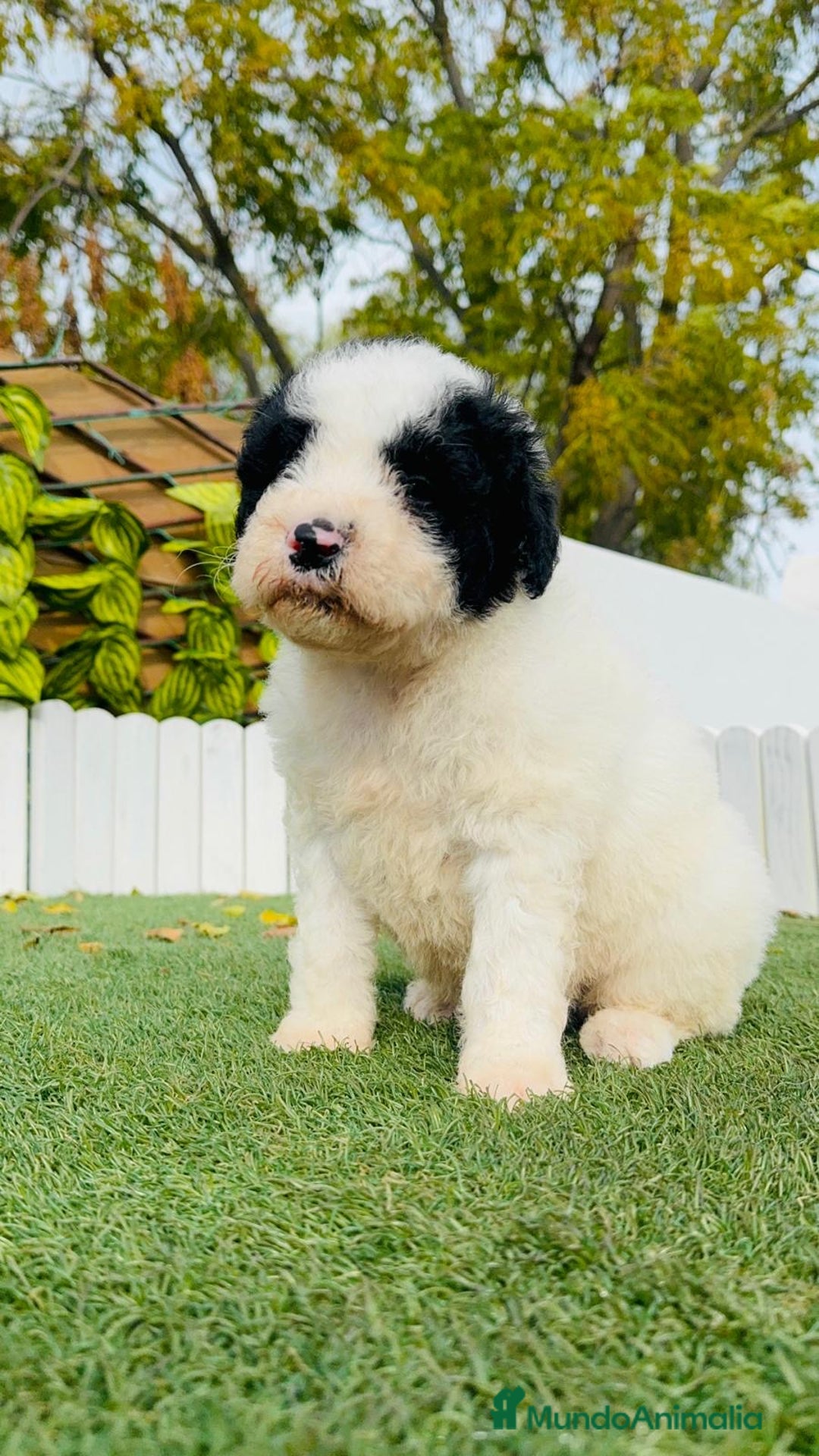 Perro de Agua Español perros en venta: PERRO DE AGUA ESPAÑOL - Anuncio 2