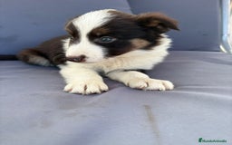 Border Collie perros en venta: Border collie chocolate  - Imagen 14