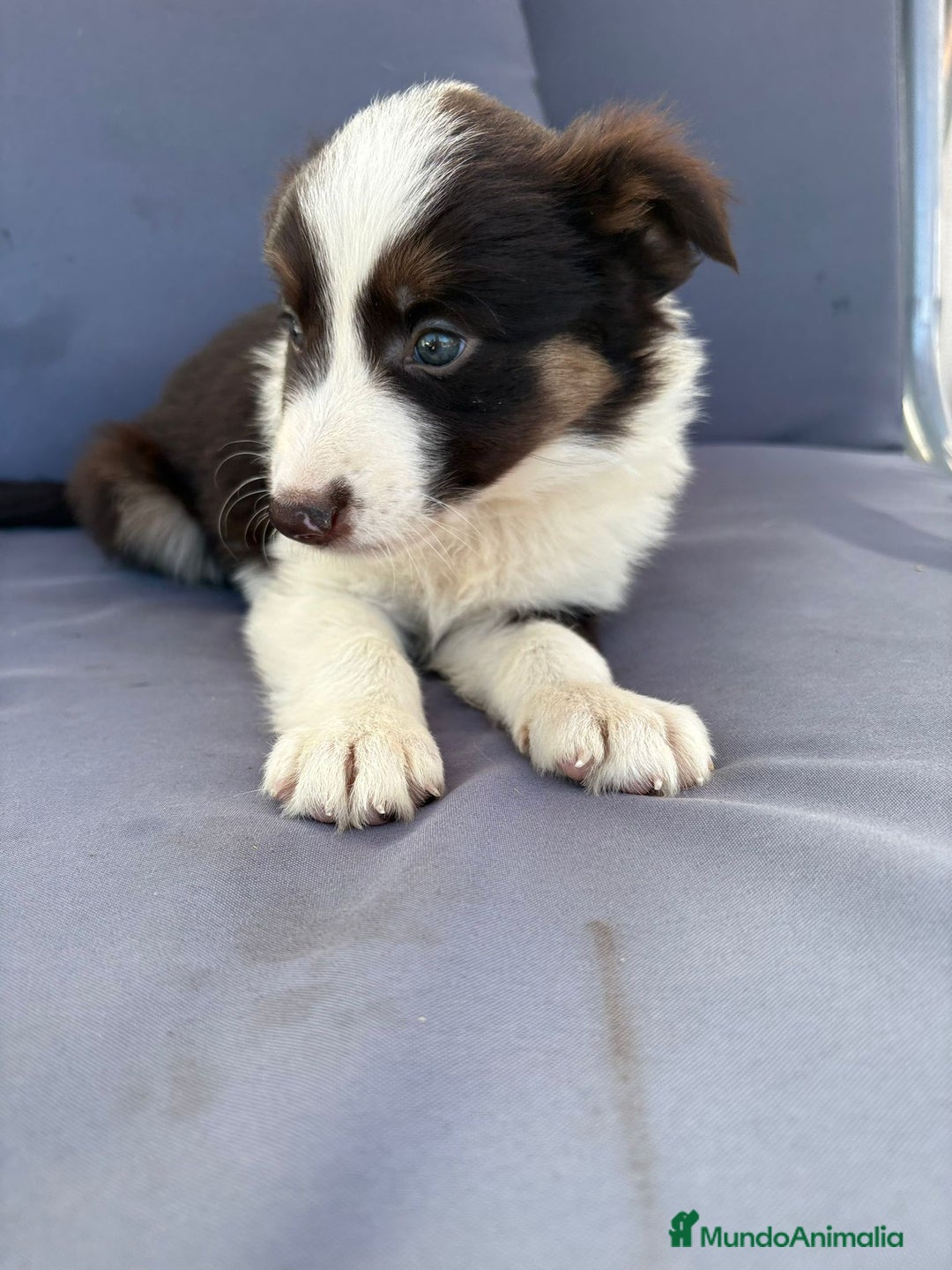 Border Collie perros en venta: Border collie chocolate  - Imagen 14