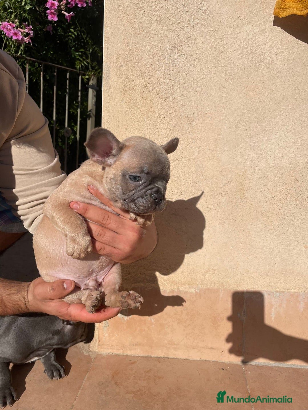 Bulldog Francés perros en venta: Bulldog Francés  en Illes Balears - Imagen 8