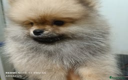 Pomerania perros en venta: Pomerania macho  - Imagen 2