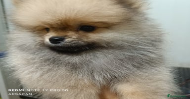 Pomerania perros - Anuncio 6