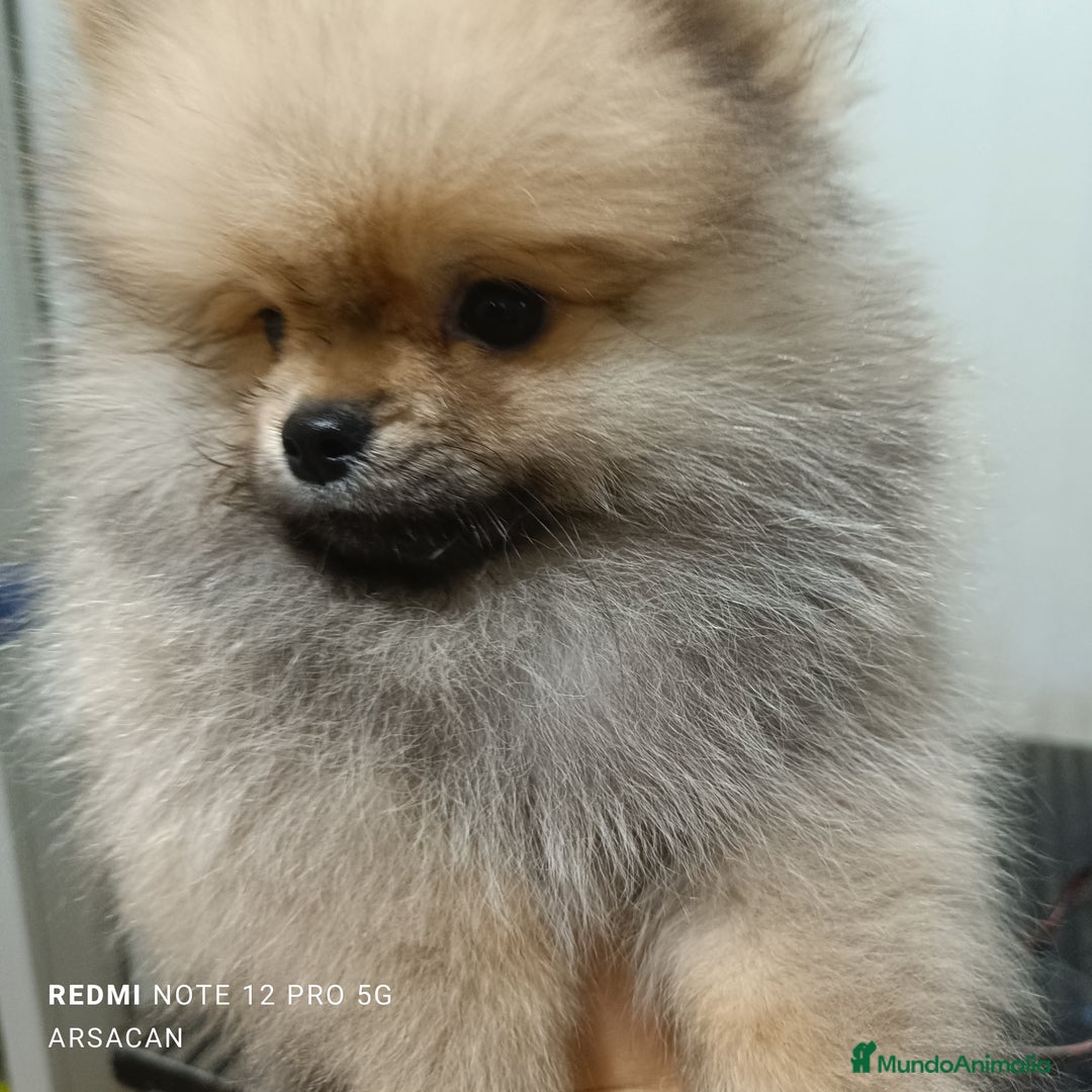 Pomerania perros en venta: Pomerania macho  - Imagen 2