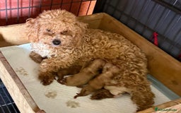Caniche Toy perros en venta: Caniche toy  - Imagen 6