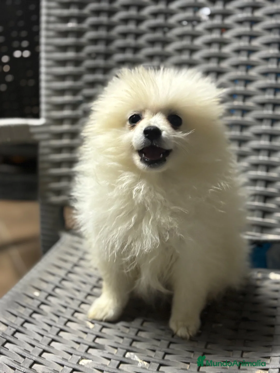 Pomerania perros en venta: Última pomerania blanca súper chata en Alicante - Anuncio 8