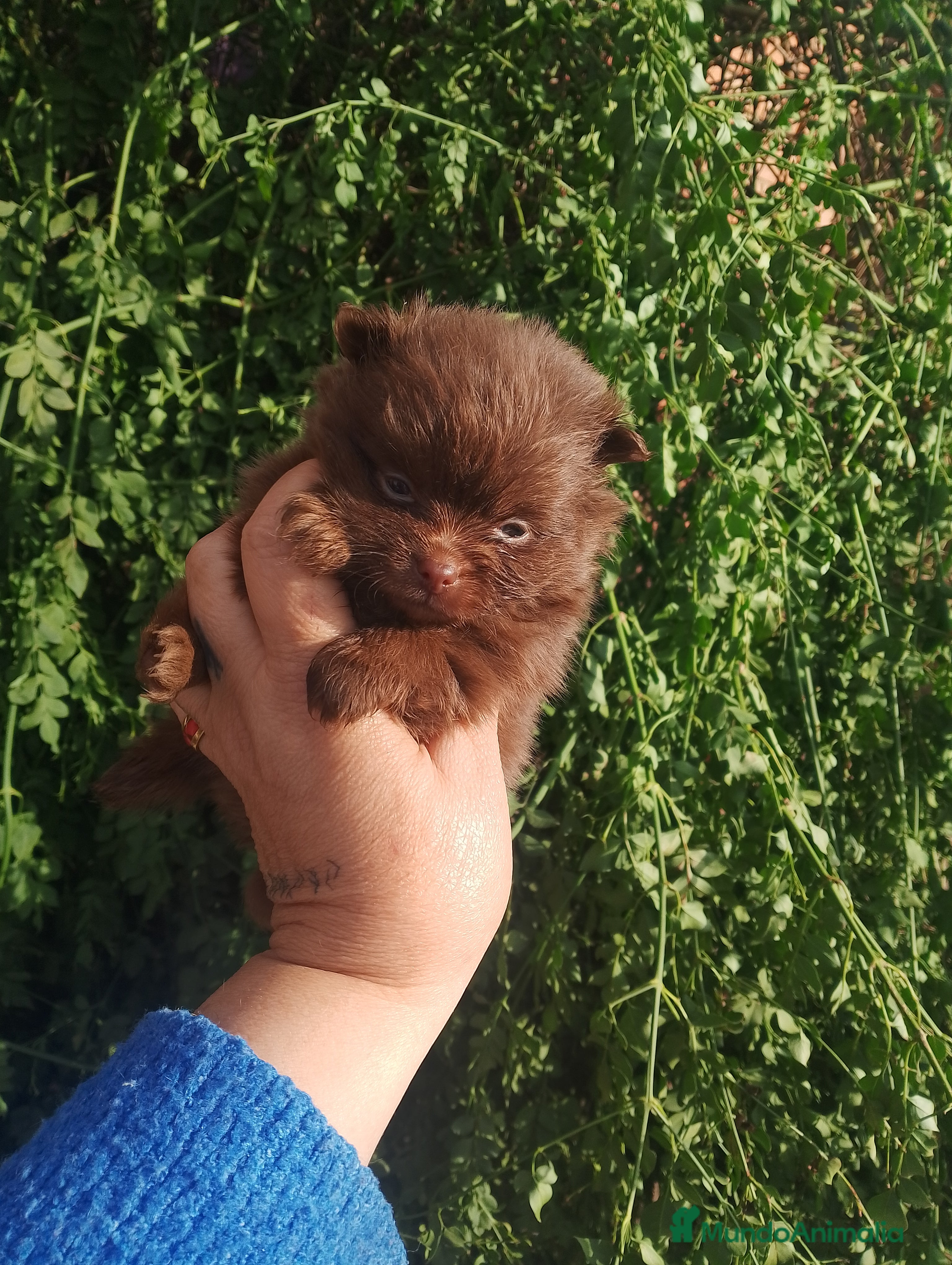 Pomerania perros Pomerania (pomchi) - Anuncio 3