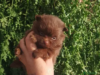 Pomerania perros Pomerania (pomchi) - Anuncio 3