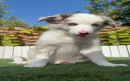 Border Collie perros en venta: BORDER COLLIE CHOCOMERLE - Imagen 6