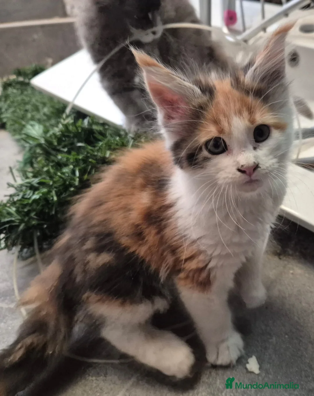 Maine Coon gatos en venta: Maine coom - Anuncio 4