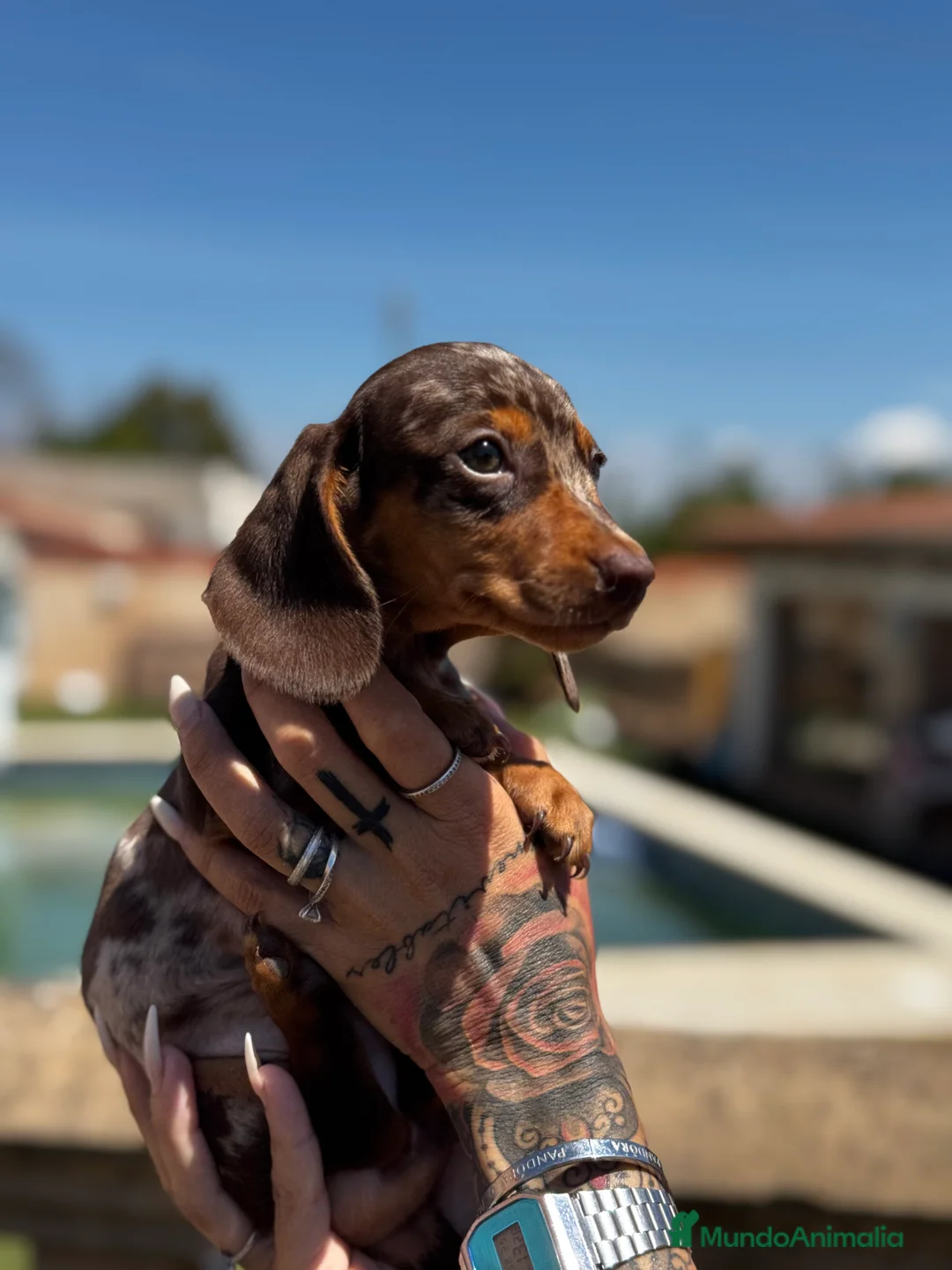 Teckel Miniatura perros en venta: Teckel mni en Illes Balears - Anuncio 9