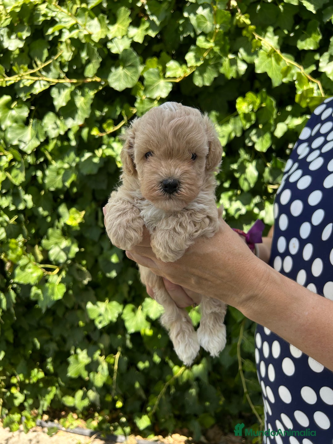 Maltipoo perros en venta: maltipoo - Imagen 3