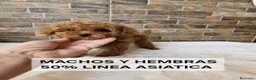 Caniche Toy perros en venta: Preciosos caniches Toy en Lugo - Anuncio 5