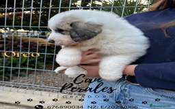 Perro de Montaña de los Pirineos perros en venta: PRECIOSOS CACHORROS DE LOS PIRINEOS - Imagen 11