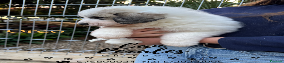 Perro de Montaña de los Pirineos Cachorro 2