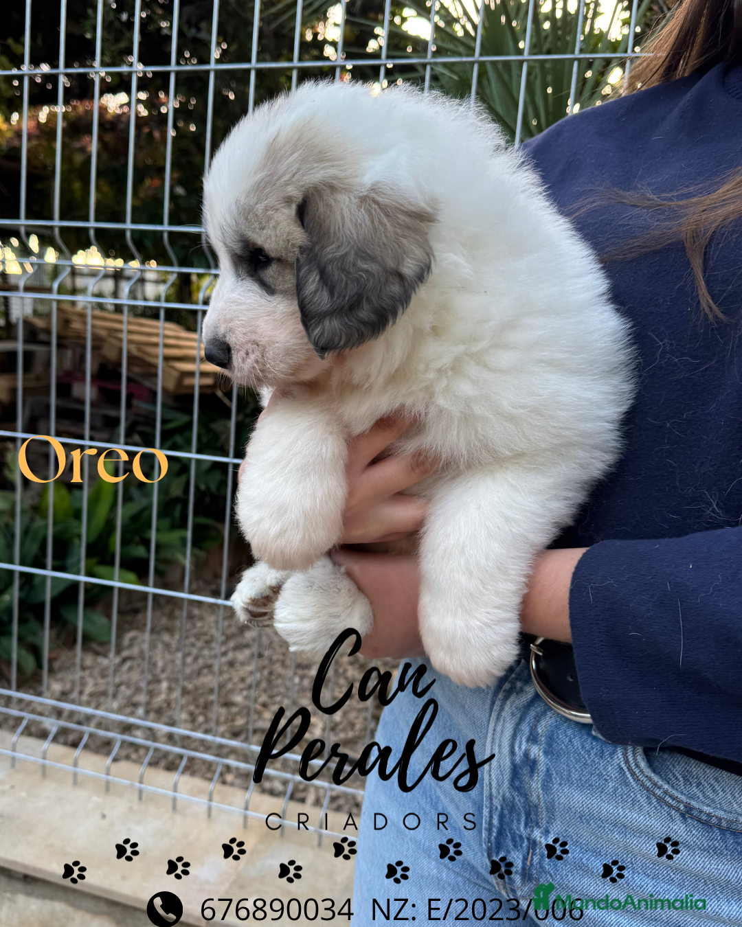 Perro de Montaña de los Pirineos perros en venta: PRECIOSOS CACHORROS DE LOS PIRINEOS - Imagen 11