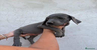Dogo Alemán perros - Anuncio 3
