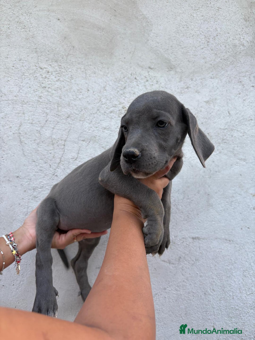Dogo Alemán perros en venta: Gran Danés  - Imagen 3