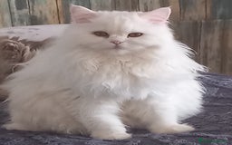 Persa gatos en venta: Gata persa - Imagen 8