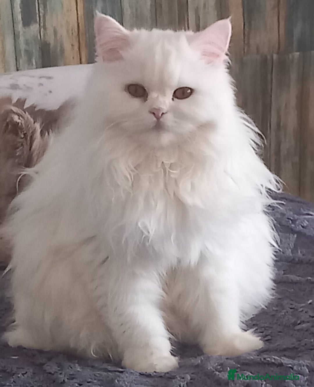 Persa gatos en venta: Gata persa - Imagen 8