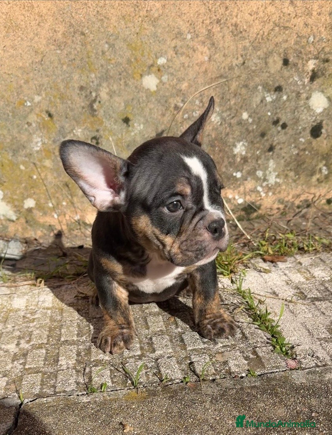 American Bully perros en venta: American Bully  - Anuncio 1