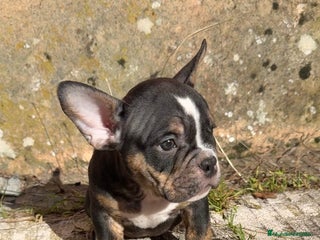 American Bully perros American Bully - Anuncio 22