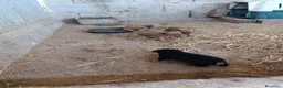 Pinscher Miniatura perros en venta: PINCHER MINI EXCLUSIVOS - Anuncio 3